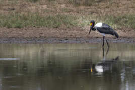 Jabiru d'afrique