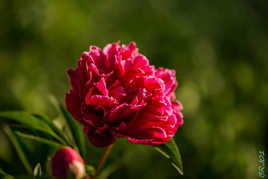 Pivoine