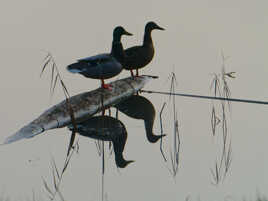 Dans l'ombre du matin