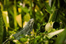 Iguane