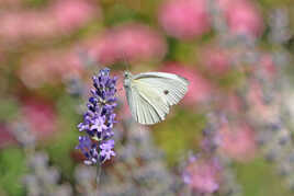 Le papillon qui sait manger les choux