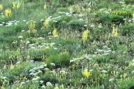 Symphonie florale (1)