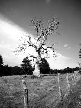 Une belle mort...! ou plutôt, un beau mort !