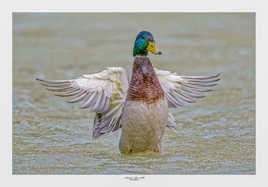Toutes ailes deployées