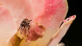 Symétrie inversée pour Papyone, Matt et Bélisa