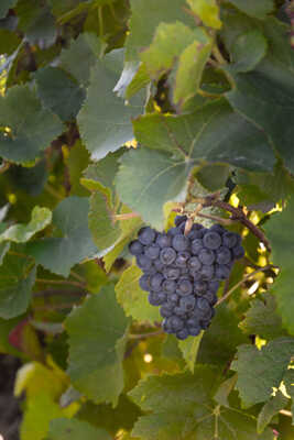 Ca vas finie en bouteille !!!