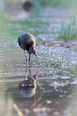 Ibis et reflet