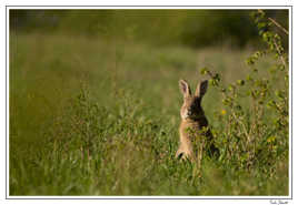 L'observateur observer