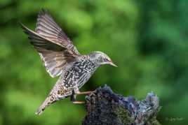 l'arrivée sur la souche