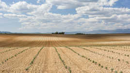 Printemps Provençal