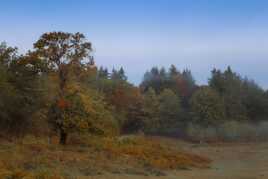 Matinée d'automne