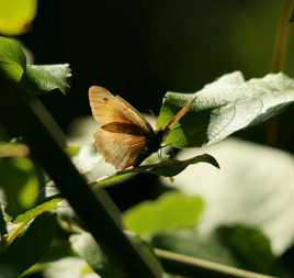 Papillon dans la lumiere