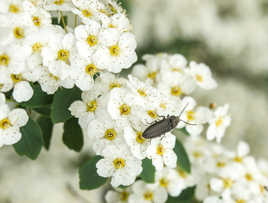 bestiole sur fleurs blanches