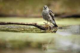 Attentive