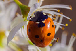 Une coccinelle.