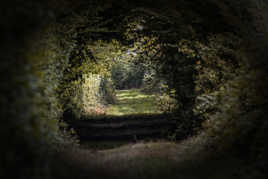 Chemin en forêt