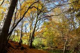 Paysage d'automne