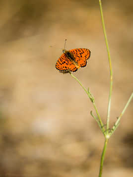 orange de provence