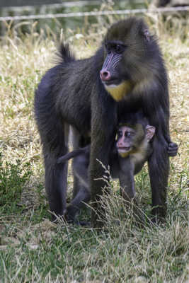 protège moi maman !!