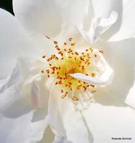 Coeur de rose blanche