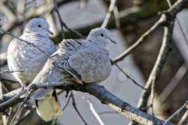 Couple de tourterelles