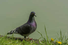 Le Pigeon
