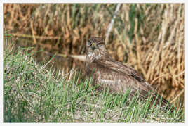 Regard de buse variable