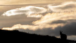 L'obscur chamois