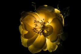 rose de lumiere