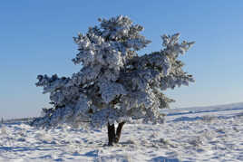 L'arbre en tenue hivernale