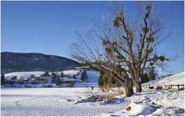 Au bord du lac gelé