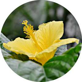 Hibiscus