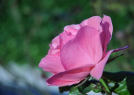 Rose au petit matin.