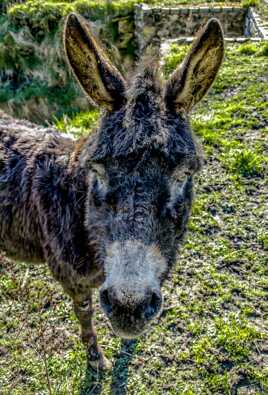 De son petit nom Wallon Li baudèt