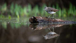 Une île improvisée