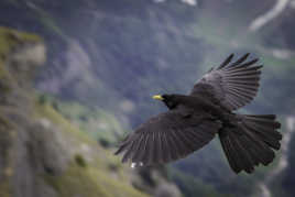 Chocard à bec jaune