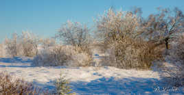 La Fagne sous la neige. 3