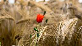 coquelicot