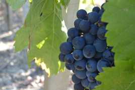 Vendanges dans le Bordelais