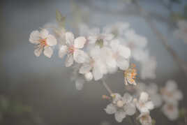 Un peu de poésie dans ce monde de brutes