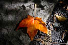 Feuille d'automne