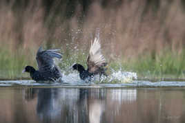 Gare à toi si je t'attrape !!