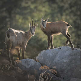 Définition en 5 lettres