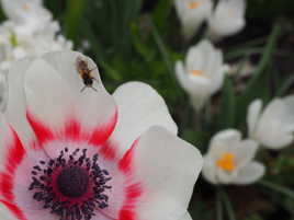 Abeille sur fleurs printanière au Keukenhof