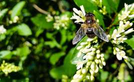 Abeille en plein repas