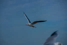 Au Supermarée, les mouettes font leurs courses dans les rayons du soleil.