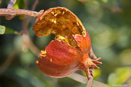 Le régal des merles