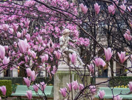 Perdu dans les magnolias