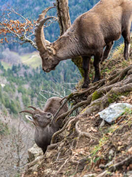Bouquetins au Creux du Van