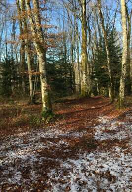 Traces de neige à la sortie du bois